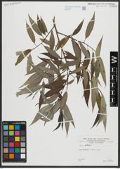 Foto von Salix alba L.